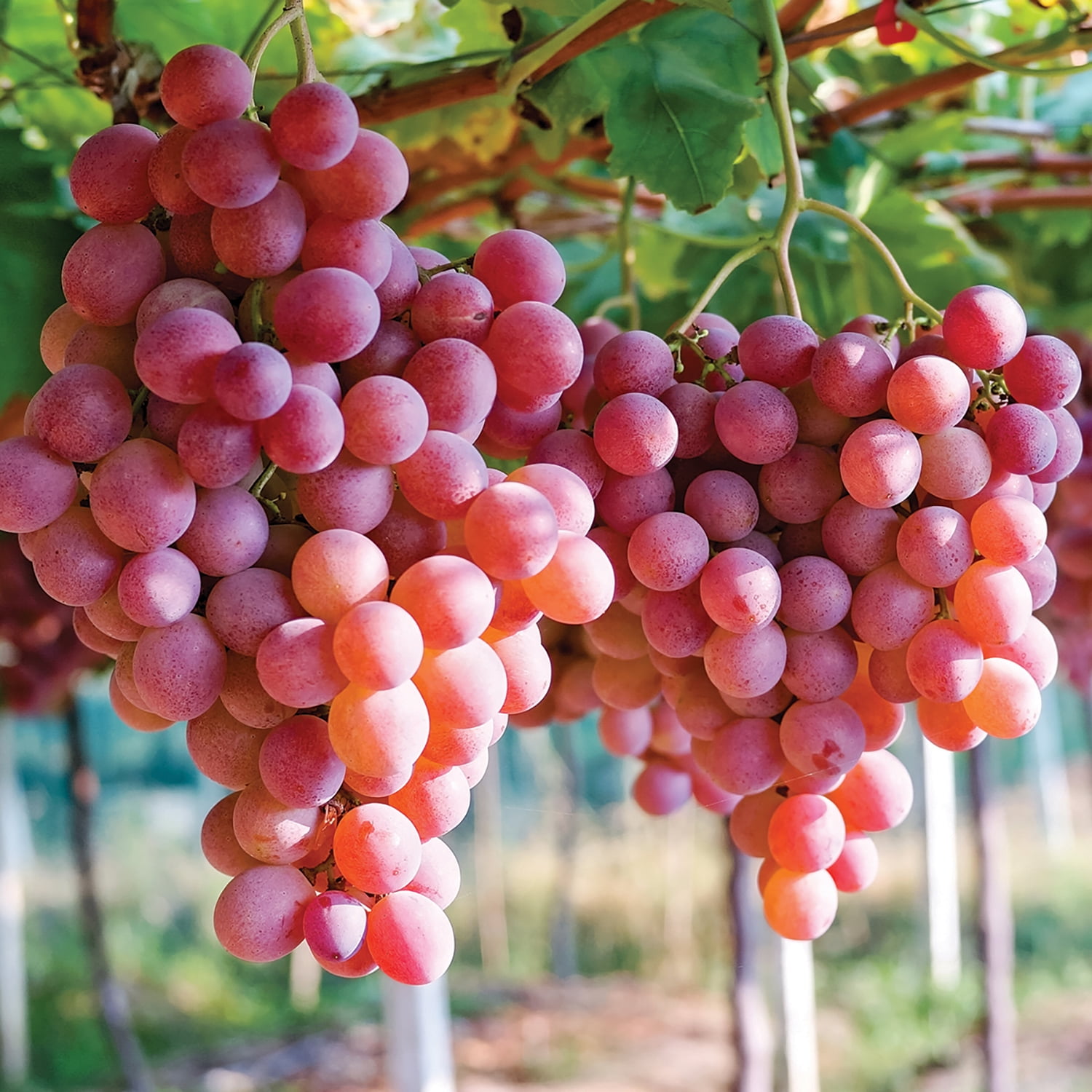 Van Zyverden Grapes Einset Seedless Set of 1 Plant White Full Sun