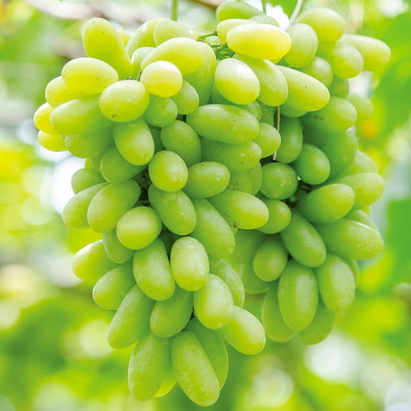 Van Zyverden Grapes Marquis Seedless Set of 1 Plants Green Full Sun Fruiting 2 lbs