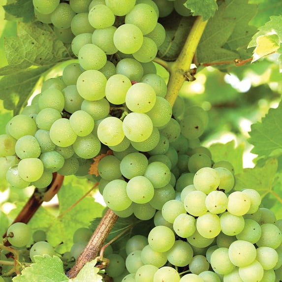 Van Zyverden Grapes Niagara Set of 1 Plant Green Full Sun Deer Resistant 2 lbs