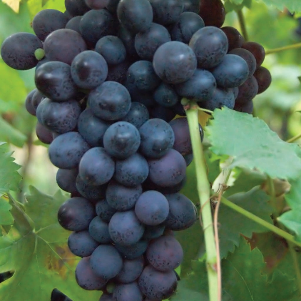 Van Zyverden Grapes Thomcord Seedless Set of 3 Plants White Full Sun Edible 2 lbs