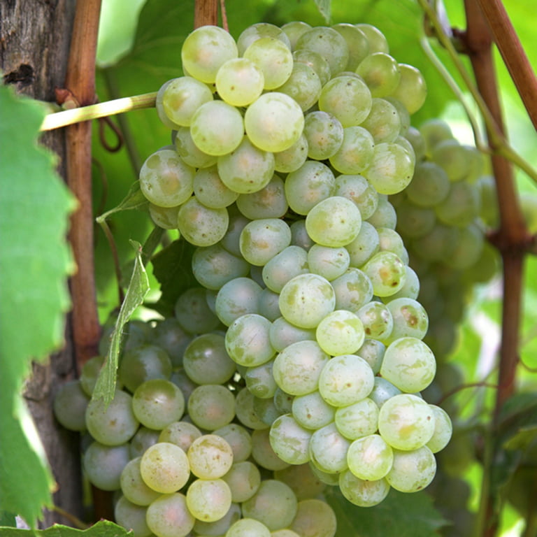 Early Sweet Green Seedless Grapes - 2 Lbs