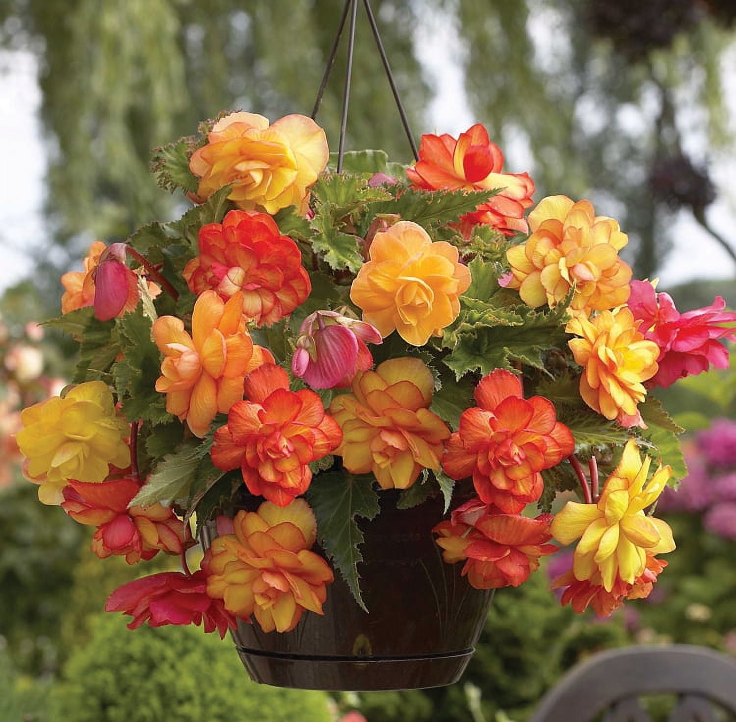 Van Zyverden Hanging Basket Begonias Golden Balcony, 1 Bulb, Multi-color, Partial Shade, Perennial, Deer Resistant, 1lb