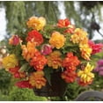 thumbnail image 1 of Van Zyverden Hanging Basket Begonias Golden Balcony, 1 Bulb, Multi-color, Partial Shade, Perennial, Deer Resistant, 1lb, 1 of 9