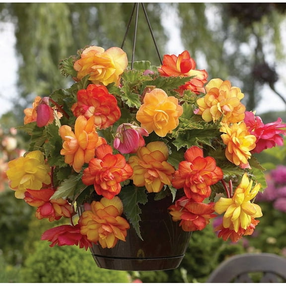 Van Zyverden Hanging Basket Begonias Golden Balcony, 1 Bulb, Multi-color, Partial Shade, Perennial, Deer Resistant, 1lb