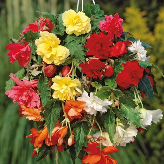 Van Zyverden Hanging Basket Begonias Mix Colors 5 Bulbs Multicolor Partial Shade Easy to Grow 1 lb