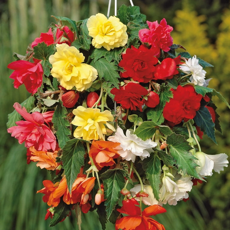 Begonias store for shade
