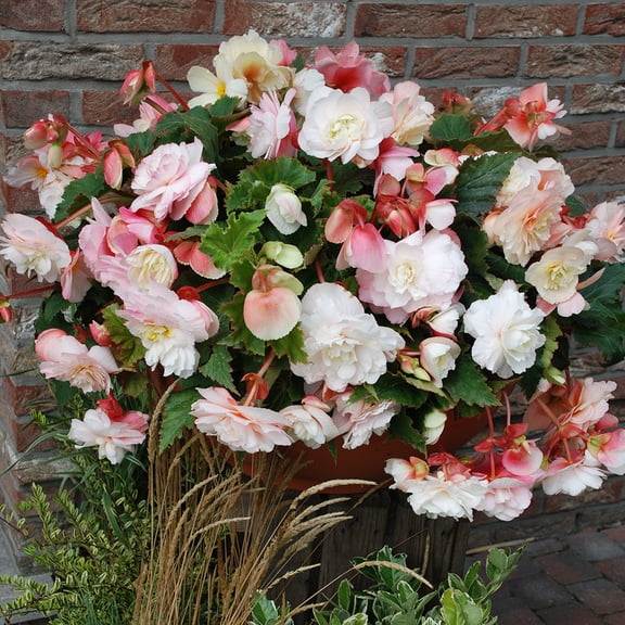 Van Zyverden Hanging Basket Begonias Odorata Red and White Set of 5 Bulbs Partial Shade Perennial Deer Resistant 1 lb