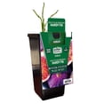 thumbnail image 1 of Expert Gardener Hardy Fig Violetta de Bordeaux (1 Dormant Bare Root) Full Sun, Black, Perennial, 1 of 7