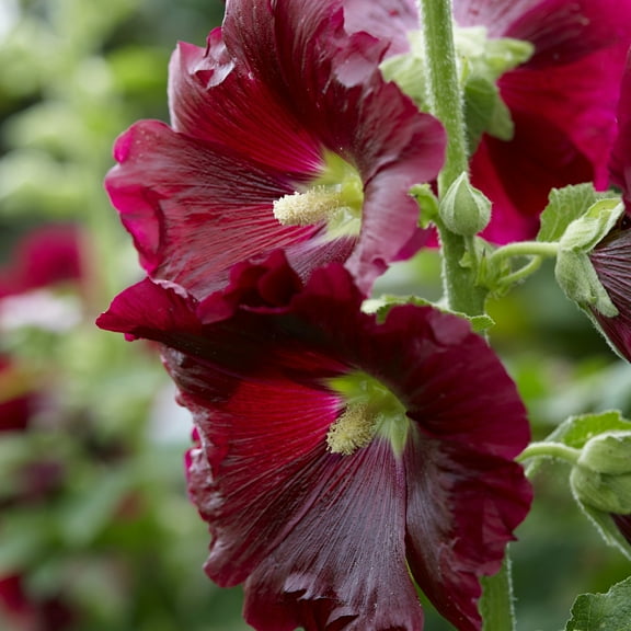 Van Zyverden Hollyhocks Alcea Rosea Red Set of 5 Roots Red Full Sun Perennial Pollinator 1 lb