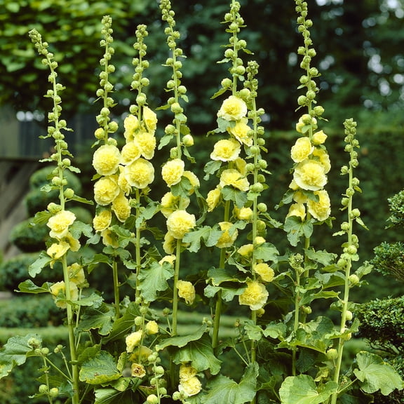 Van Zyverden Hollyhocks Alcea Rosea Yellow Set of 5 Plant Roots Yellow Full Sun Perennial Pollinator 1 lb