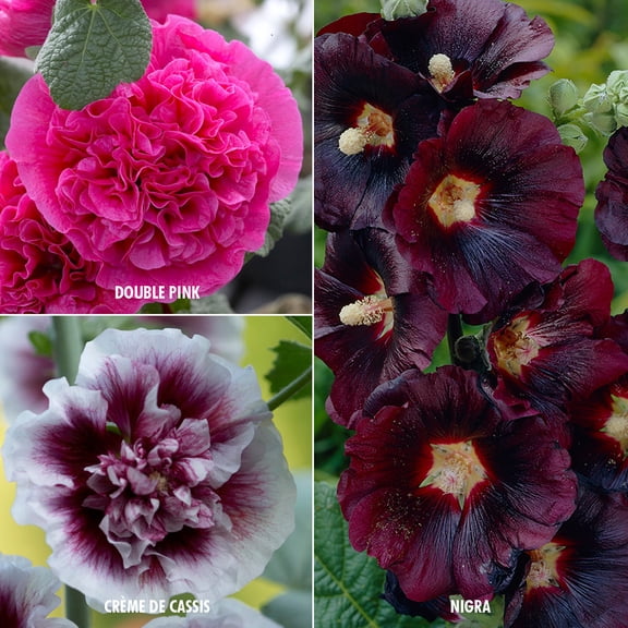 Van Zyverden Hollyhocks Collection 3 Varieties Set of 15 Plant Roots Multicolor Full Sun Perennial Deer Resistant 3 lbs