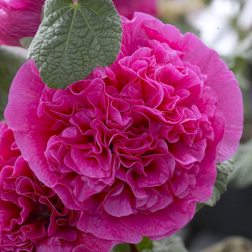 Van Zyverden Hollyhocks Double Pink Set of 5 Plant Roots Pink Full Sun Deer Resistant 1 lb