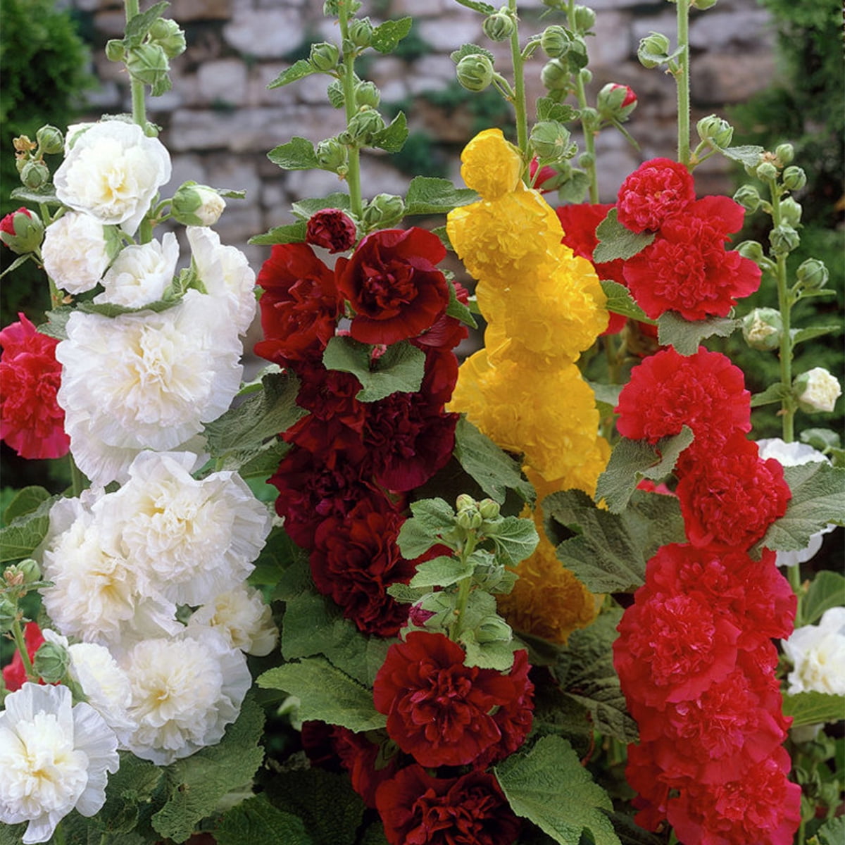 Van Zyverden Hollyhocks Mixed, 3 Plant Roots, Multi-color, Full Sun, Perennial, Pollinator, 1lb