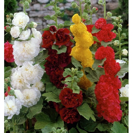 Van Zyverden Hollyhocks Mixed Set of 10 Plant Roots Multi-Color Full Sun