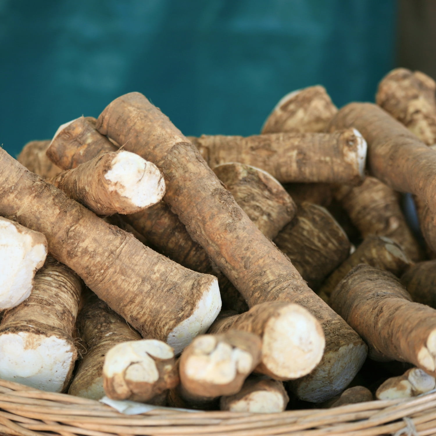 Van Zyverden Horseradish Set of 5 Plants White Full Sun Perennial Edible 2 lbs