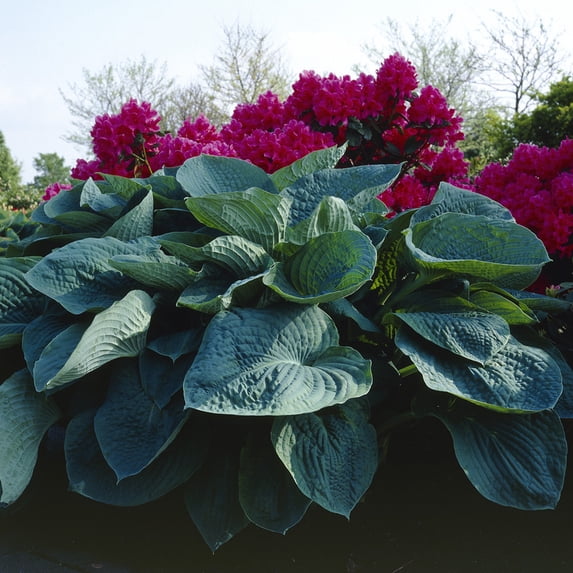 Van Zyverden Hosta Big Daddy, 1 Plant Root, Multi-color, Partial Shade, Perennial, Pollinator, 1lb