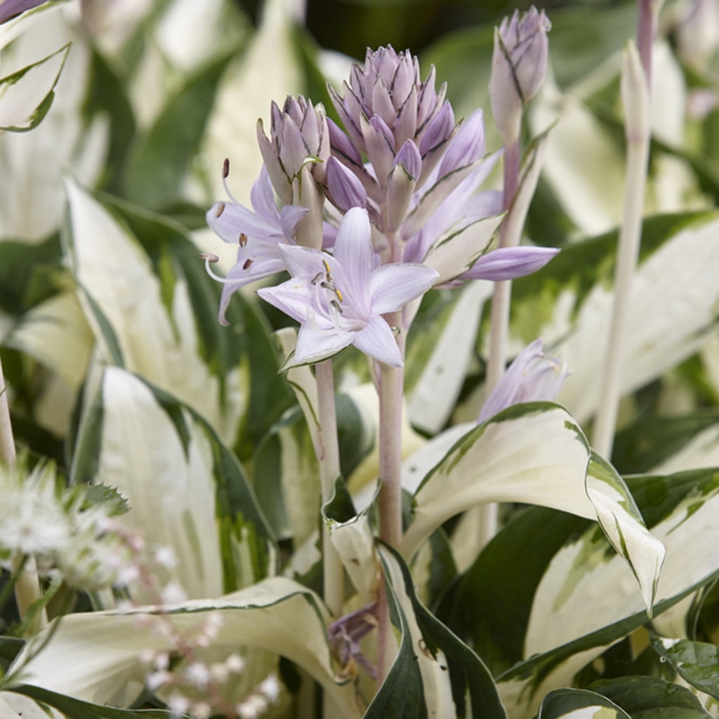 Hosta Fire and Ice Perennial Bulbs with Purple Flowers