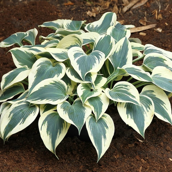 Van Zyverden Hosta Firn Line Set of 3 Plant Roots Purple Partial Shade Easy to Grow 1 lb