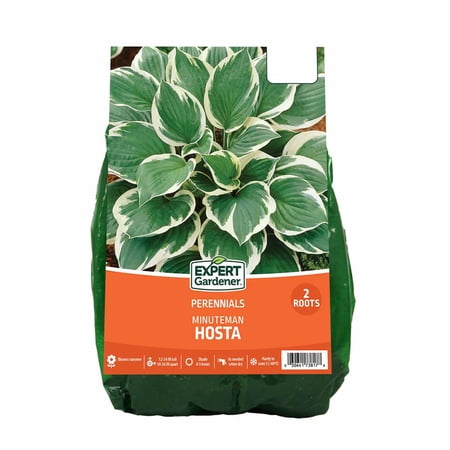 Expert Gardener Hosta Minuteman Dormant Bare Roots - Set of 2, Multi-Color, Full Shade Perennial