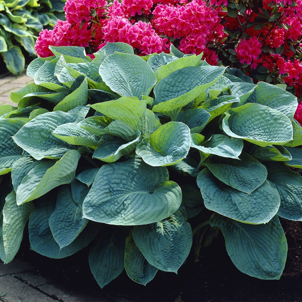 Van Zyverden Hosta Sieboldiana Set of 3 Plant Roots Green Partial Shade Perennial Easy to Grow 1 lb