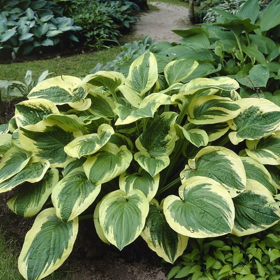 Van Zyverden Hosta Twilight Set of 3 Plant Roots Purple Partial Shade Easy to Grow 1 lb