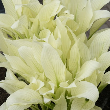 Van Zyverden Hosta White Feather Set of 3 Plant Roots Purple Partial Shade Easy to Grow 1 lb