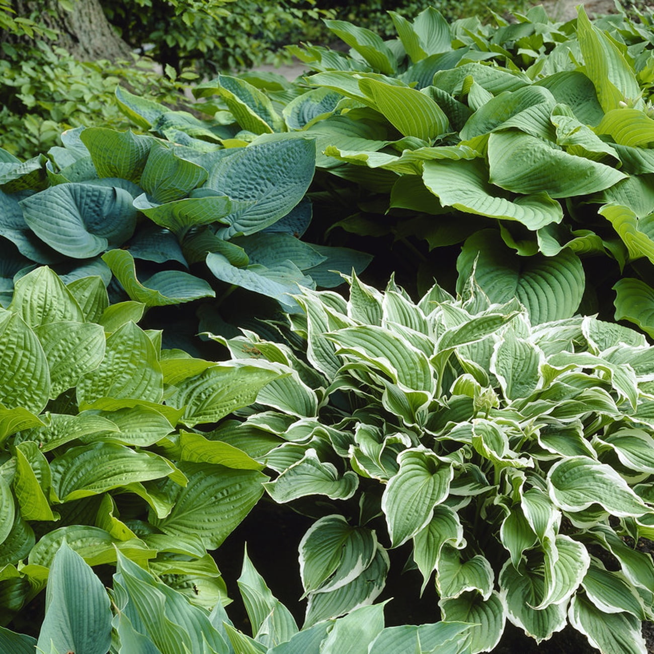 Assorted Multicolor Hosta Plant Roots for Outdoor Gardens