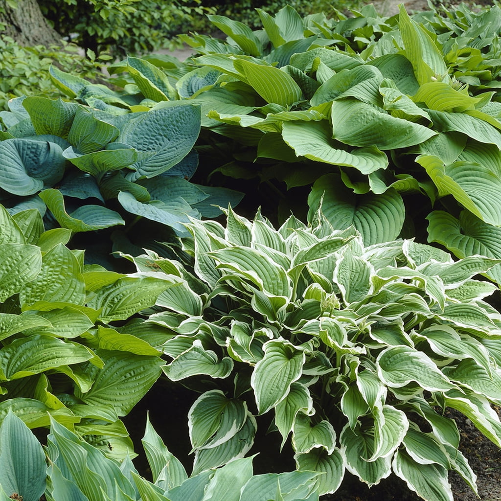 Van Zyverden Hostas Premium Blend Set of 6 Plant Roots Multicolor Partial Shade Easy to Grow 1 lb