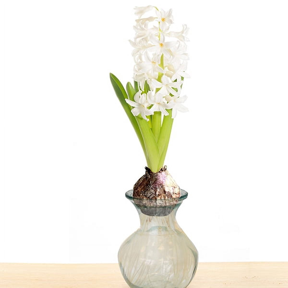 Van Zyverden Hyacinth Kit White With Clear Artisan Glass 1 Bulb Partial Sun Perennial Fragrant 2 lbs