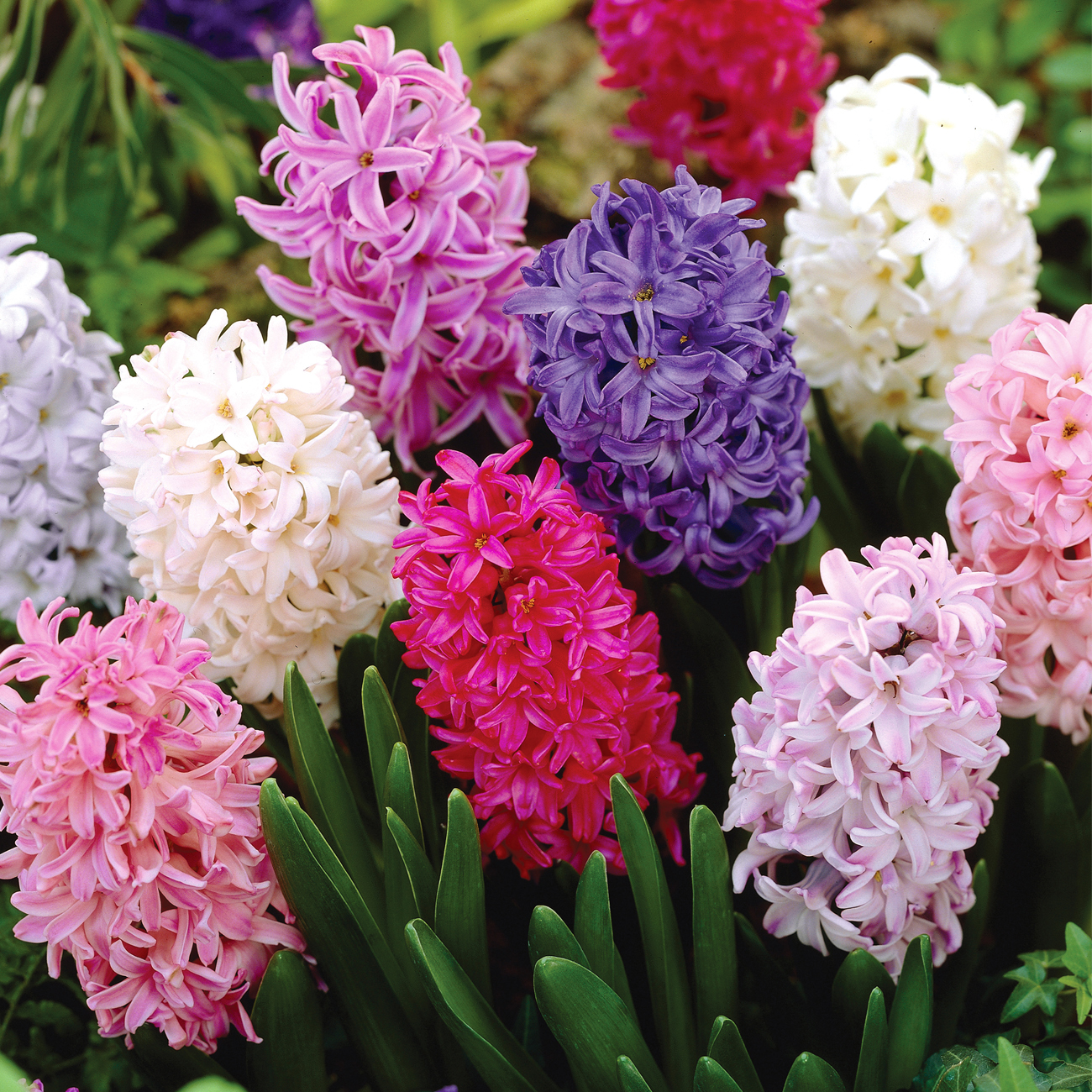 Mixed Color Hyacinth Bulbs 12 Bulbs Fragrant Hyacinths