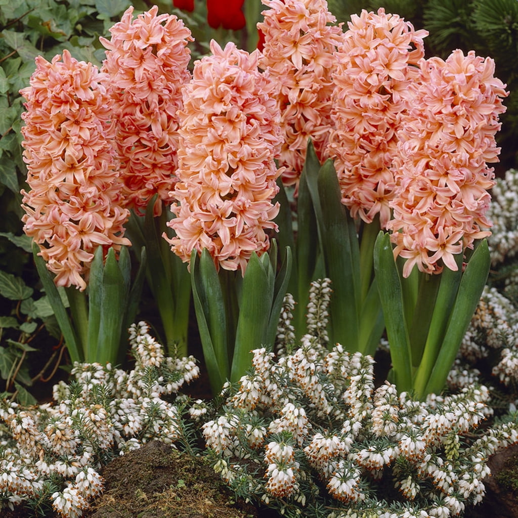 Van Zyverden Hyacinths Gipsy Queen Set of 10 Bulbs Coral Part Sun