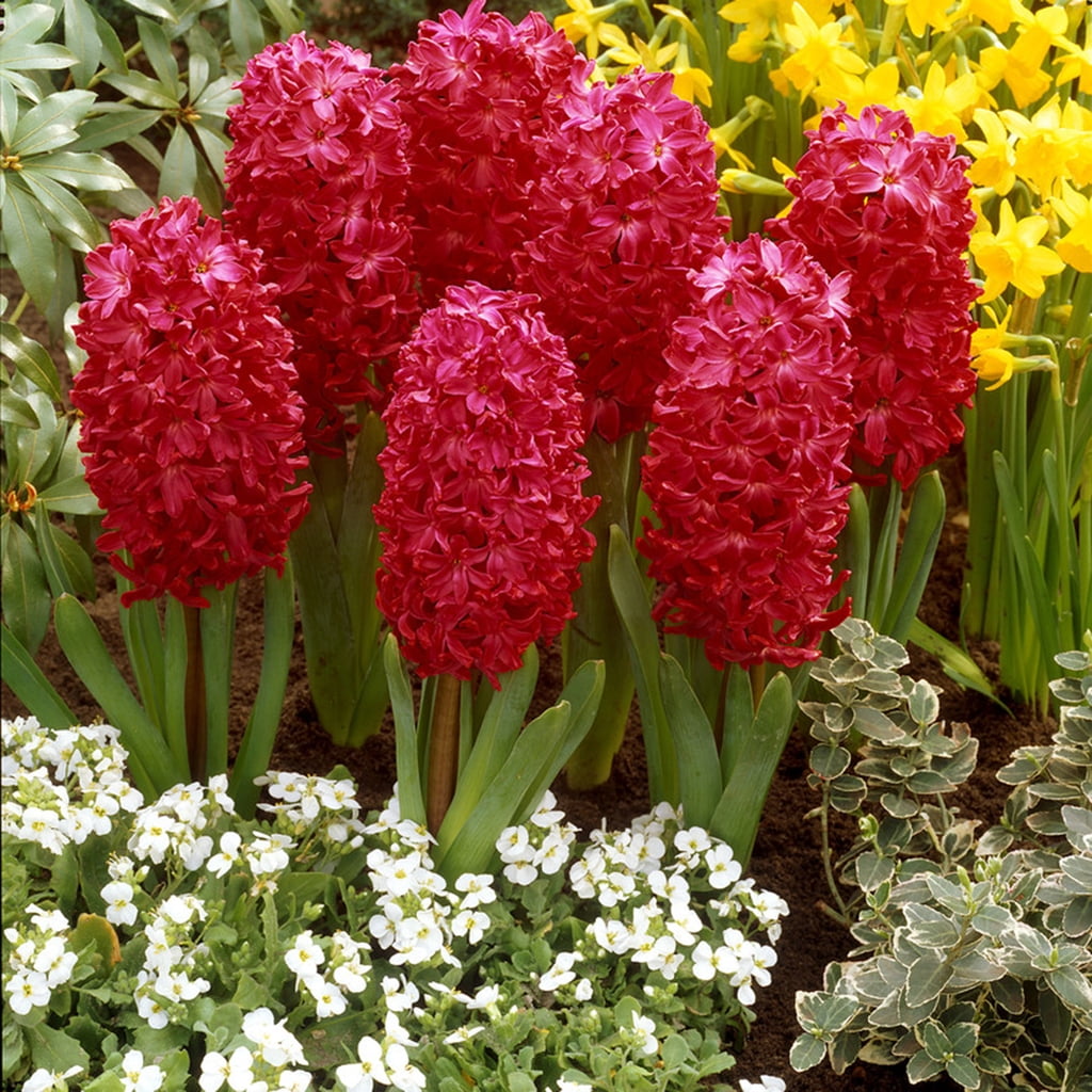 Van Zyverden Hyacinths Jan Bos Set of 10 Bulbs Red Partial Sun Perennial Fragrant 2 lbs