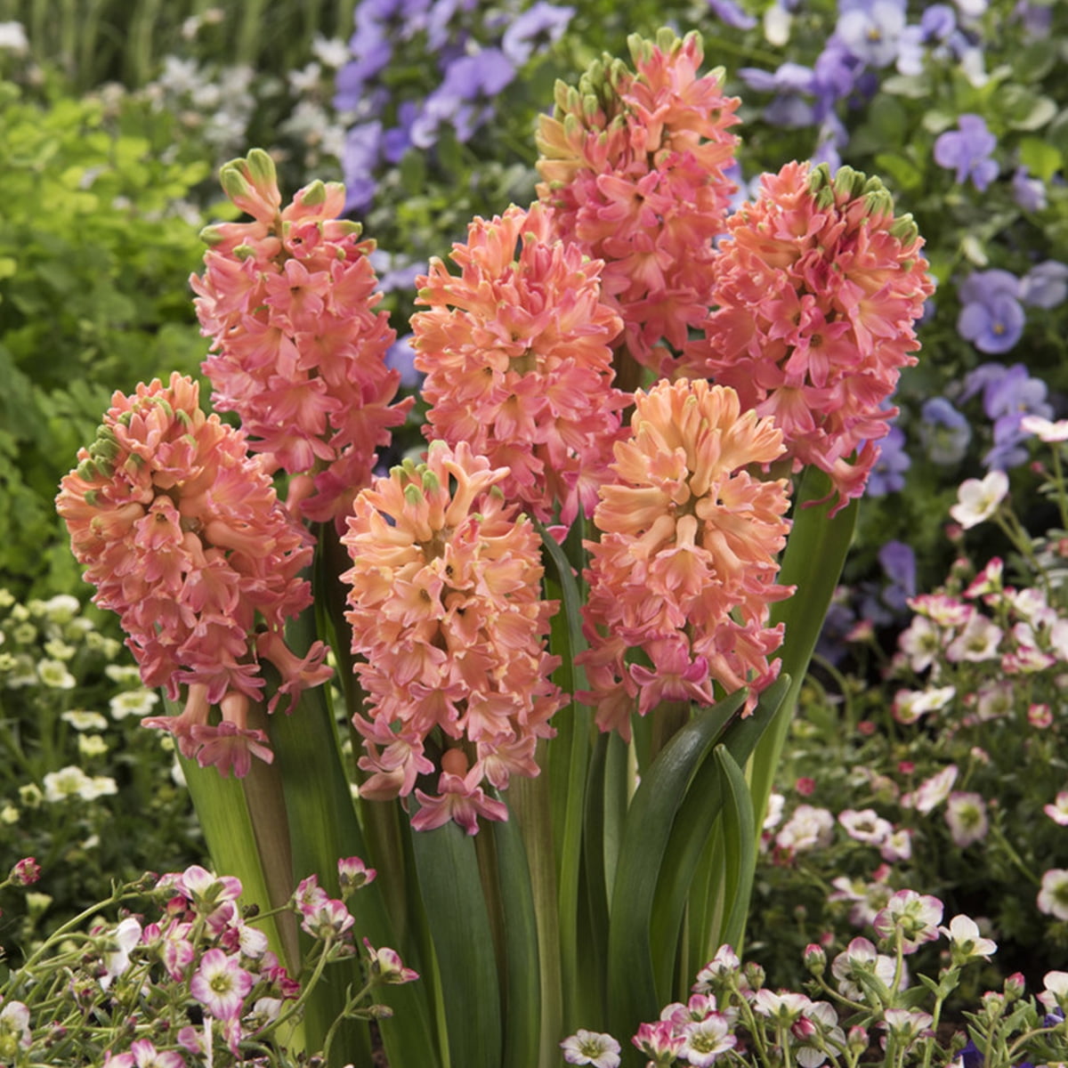 Van Zyverden Hyacinths Sweet Invitation Set of 10 Bulbs Pink Part Sun