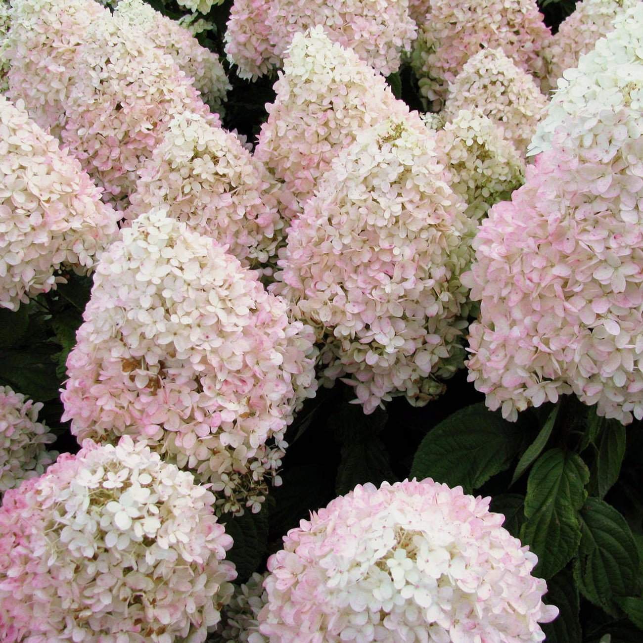 Van Zyverden Hydrangea Sweet Summer 4 Potted Panama | Ubuy