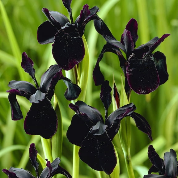 Van Zyverden Iris Black Chrysographes Set of 3 Bulbs Black Partial Sun Perennial Pollinator 1 lb