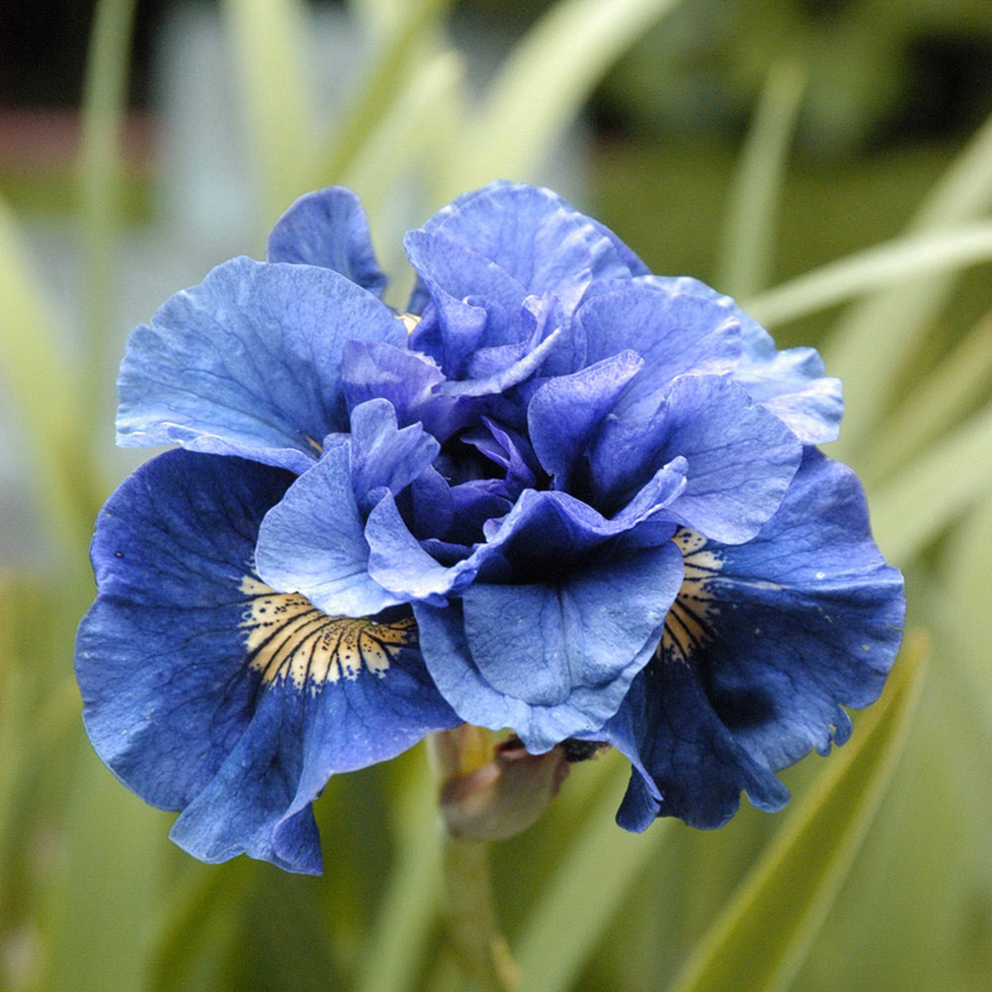 Van Zyverden Iris Siberica Double Concord Crush Blue Set of 5 Plant Roots Full Sun Perennial Deer Resistant 2 lbs