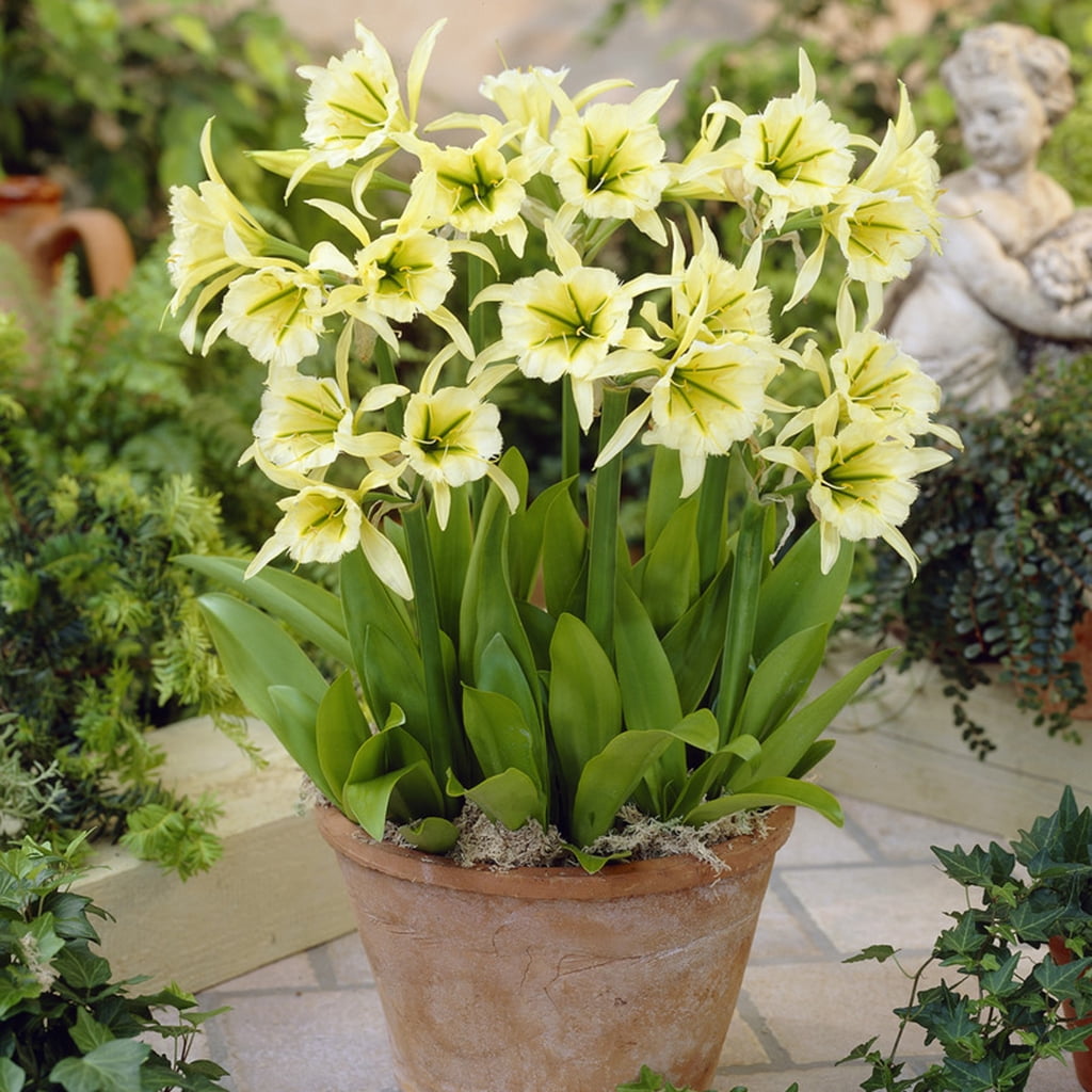 Van Zyverden Ismene Sulphur Queen Set of 5 Bulbs Green Partial Sun Perennial Easy to Grow 1 lb
