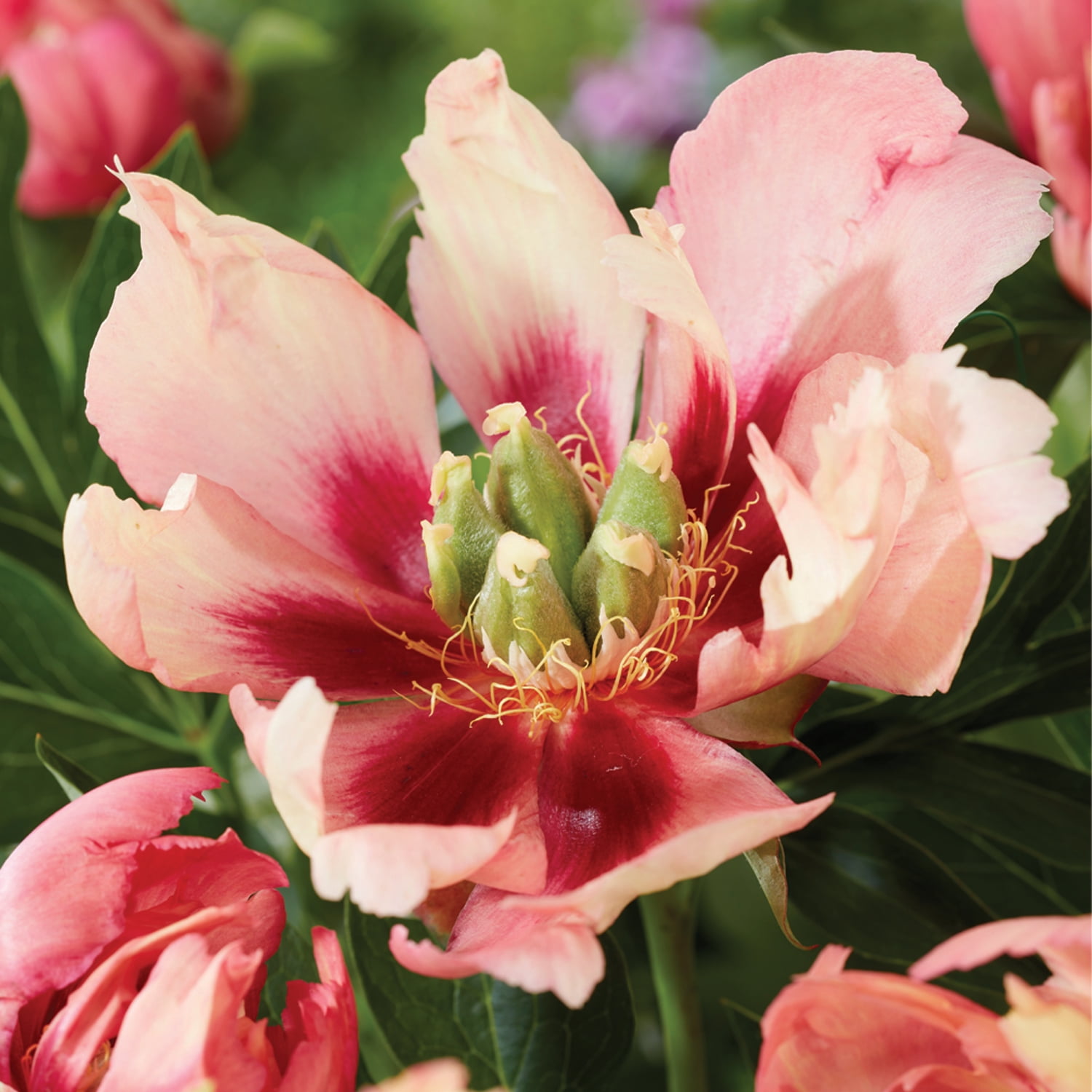 Van Zyverden Itoh Peony Old Rose Dandy 1 Plant Root Pink Partial Sun Perennial Deer Resistant 1 lb