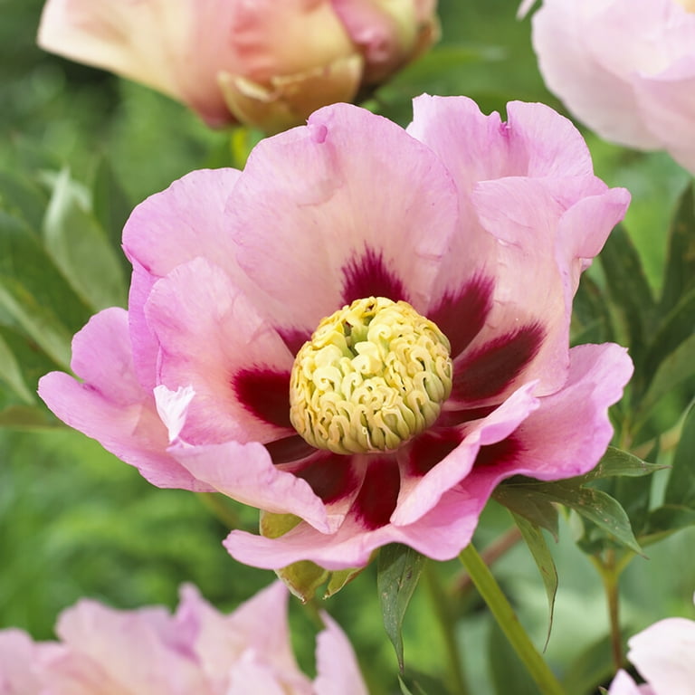 ✳︎peony✳︎ The Strawberry Blush Peony | Adelman Peony Gardens