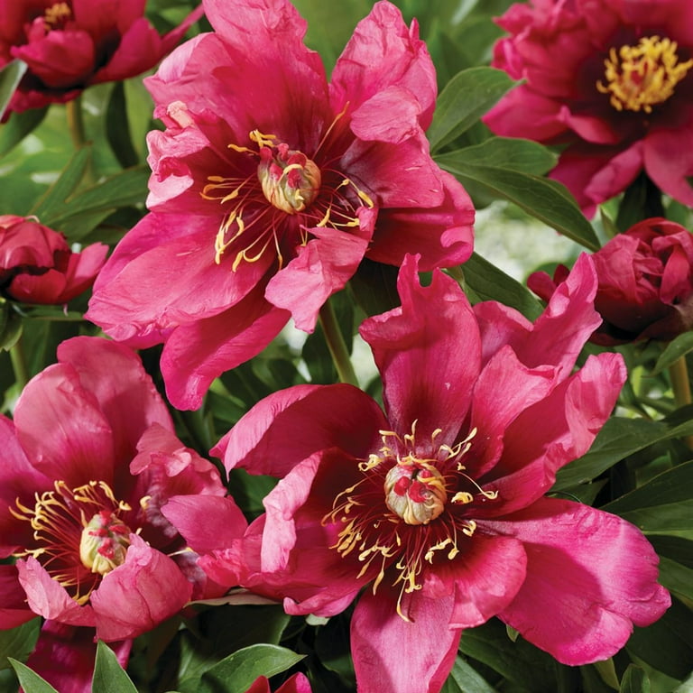 Van Zyverden Itoh Peony Pink Ardour 1 Plant Root Pink