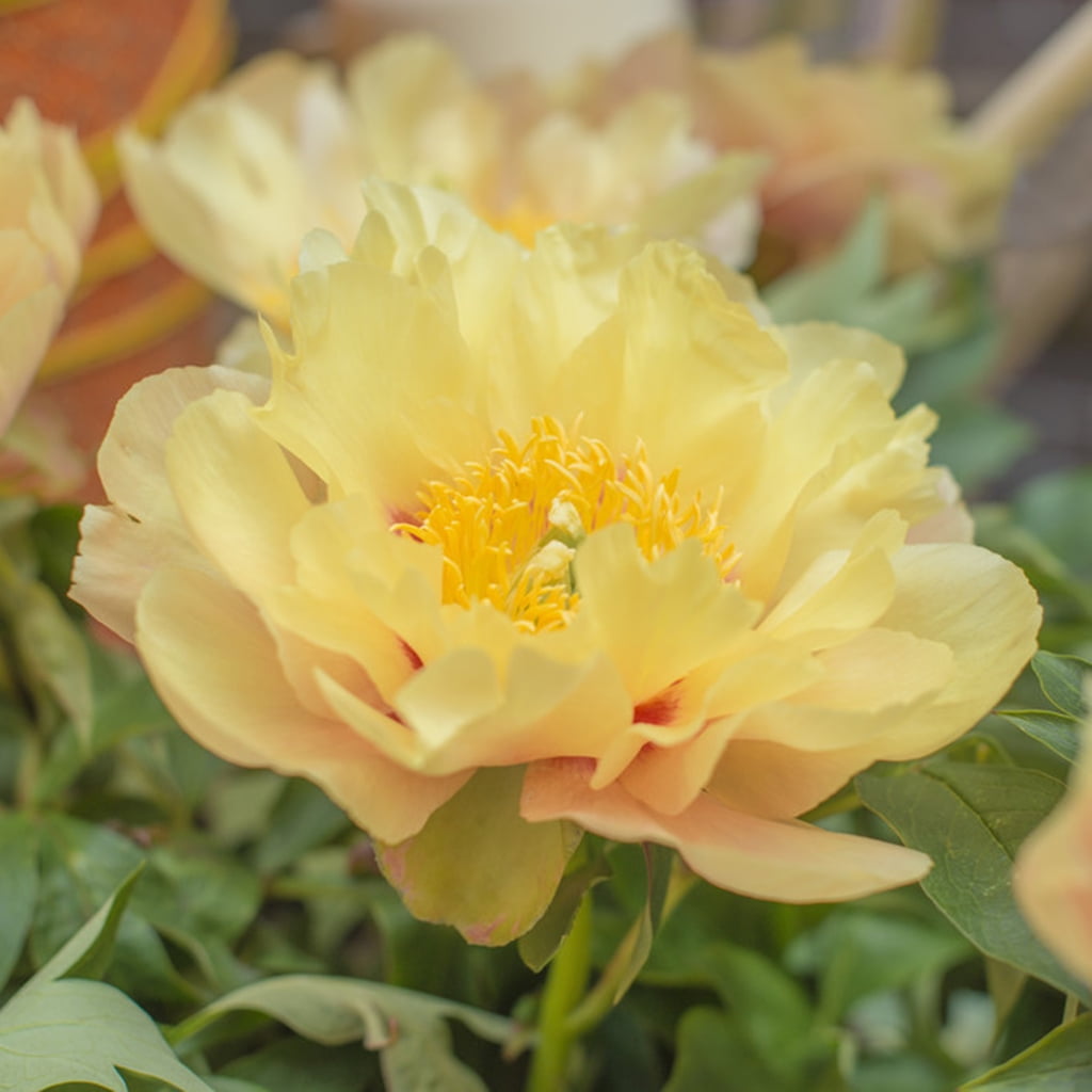 Van Zyverden Itoh Peony Prairie Charm