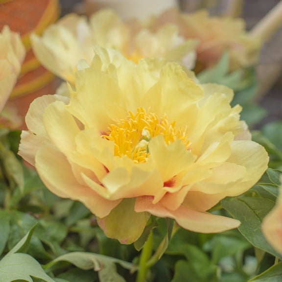 Van Zyverden Itoh Peony Prairie Charm 1 Plant Root Yellow Partial Sun Perennial Deer Resistant 1 lb