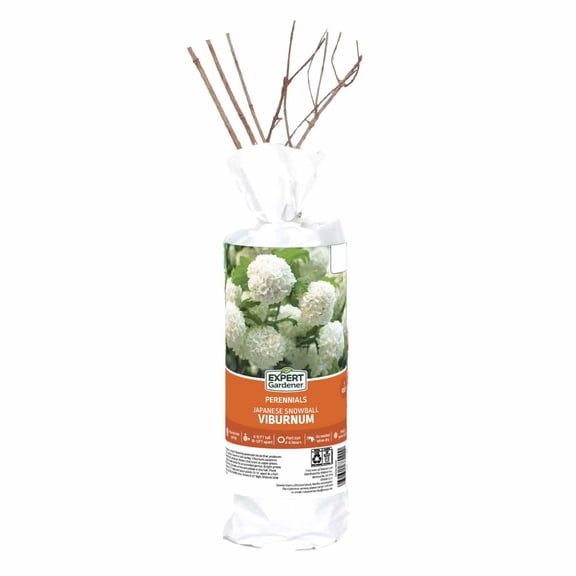 Expert Gardener Japanese Snowball Viburnum (1 Dormant Bare Root) Partial Sun, White, Perennial