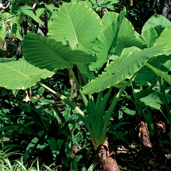 Van Zyverden Jumbo Upright Elephant Ears Set of 1 Bulbs Green Partial Sun Easy to Grow 1 lb