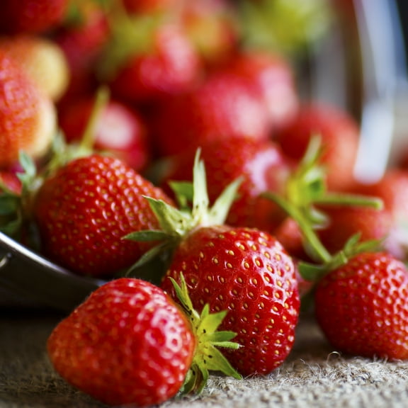 Van Zyverden Junebearing Strawberries Eclair Set of 20 Plant Roots White Full Sun