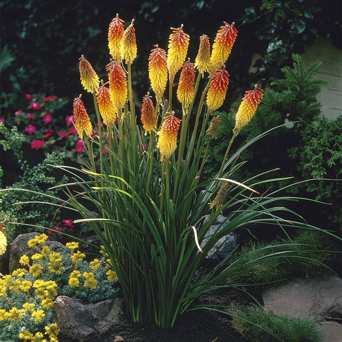 Van Zyverden Kniphofia Red Hot Poker, 1 Plant Root, Multi-color, Full Sun, Perennial, Fragrant, 1lb