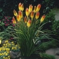 thumbnail image 1 of Van Zyverden Kniphofia Red Hot Poker, 1 Plant Root, Multi-color, Full Sun, Perennial, Fragrant, 1lb, 1 of 7