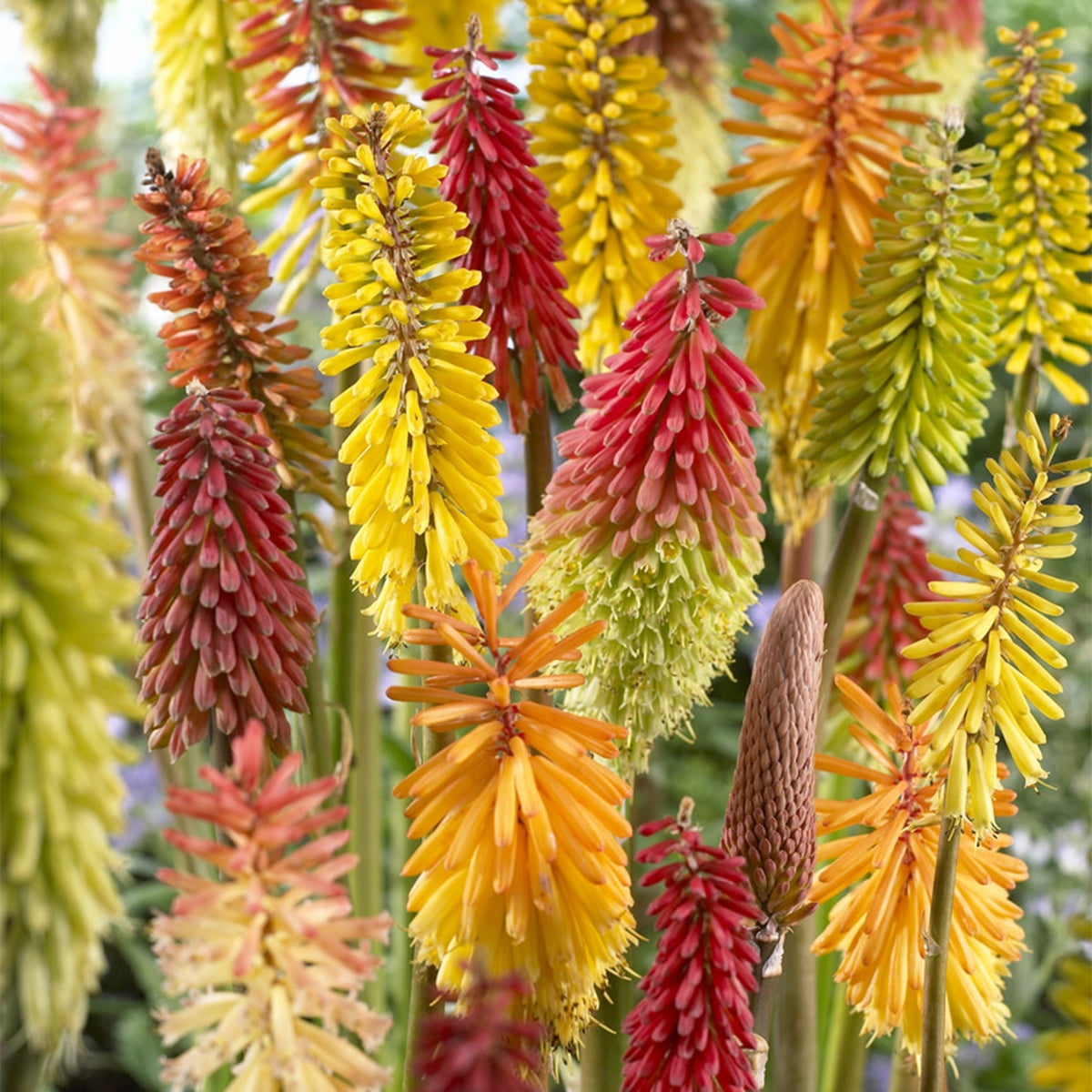 Kniphofia Red Hot Poker Mixture Pack of 5 Multicolor Perennial Plants