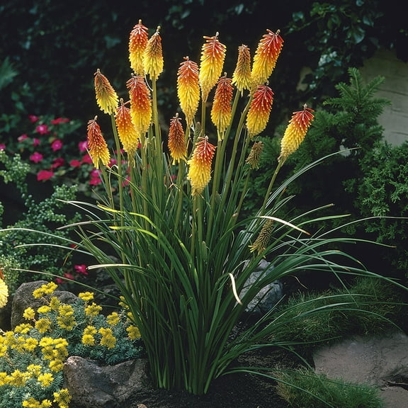 Van Zyverden Kniphofia Red Hot Poker Set of 5 Plant Roots Multicolor Full Sun Deer Resistant 2 lbs