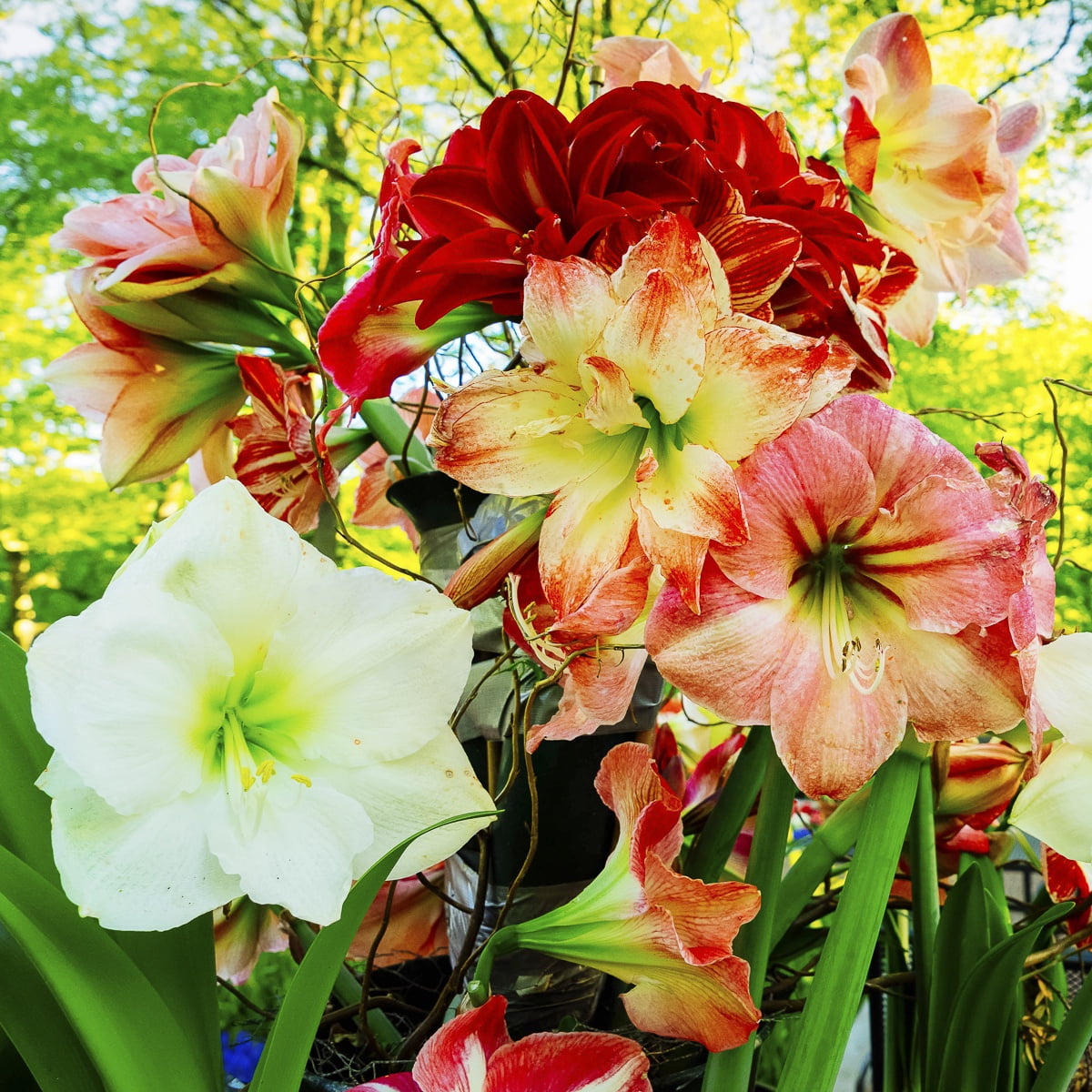 Van Zyverden Landscape Amaryllis For Southern Gardens Set of 5